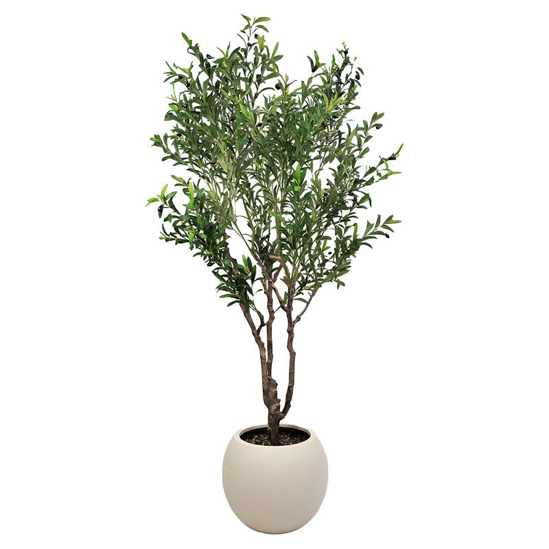 Árbol de olivo 200 cm con maceta